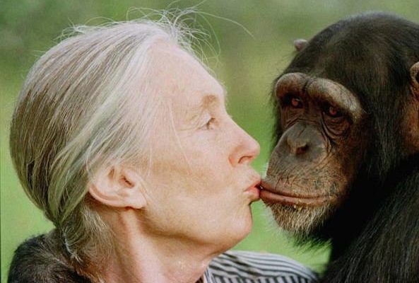 Jane Goodall, una vita a studiare gli scimpanzé
